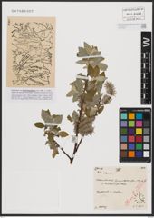 Foto von Salix caprea L.